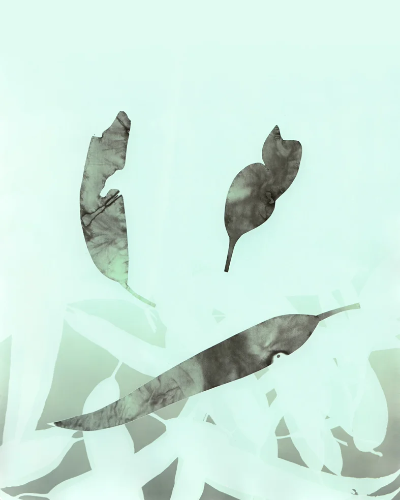   Breathing with Trees #3 , 2013 solarised silver gelatin print (photogram) with toner 25.4 x 20.3 cm 