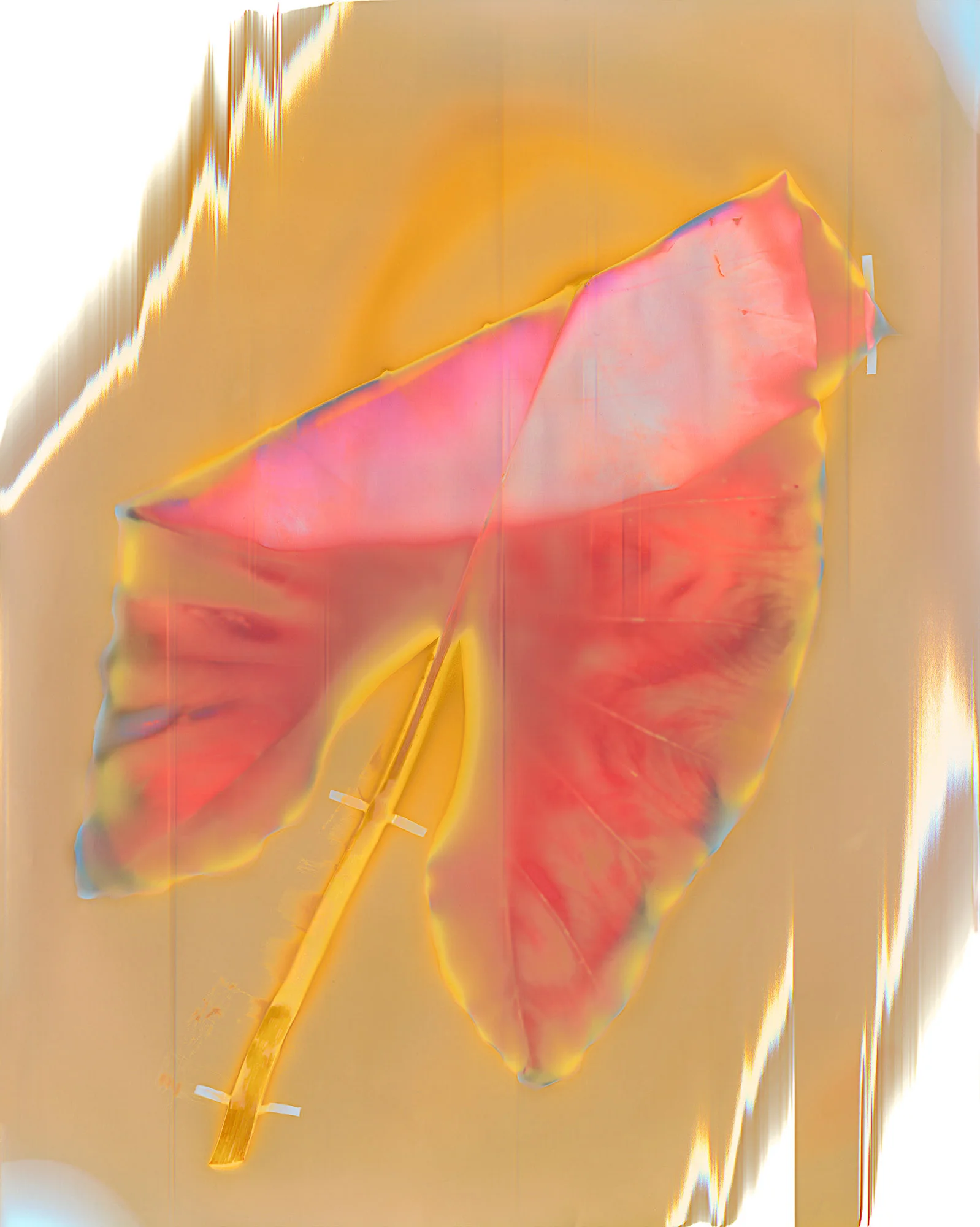 RUNGIWO (uto kikita’a sihotawarei koring / to relieve itchy sores), 2016