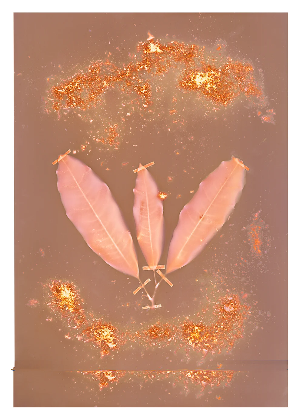 PAAH (ma ipa’amo newarei koring - use after walking on faeces), 2016.