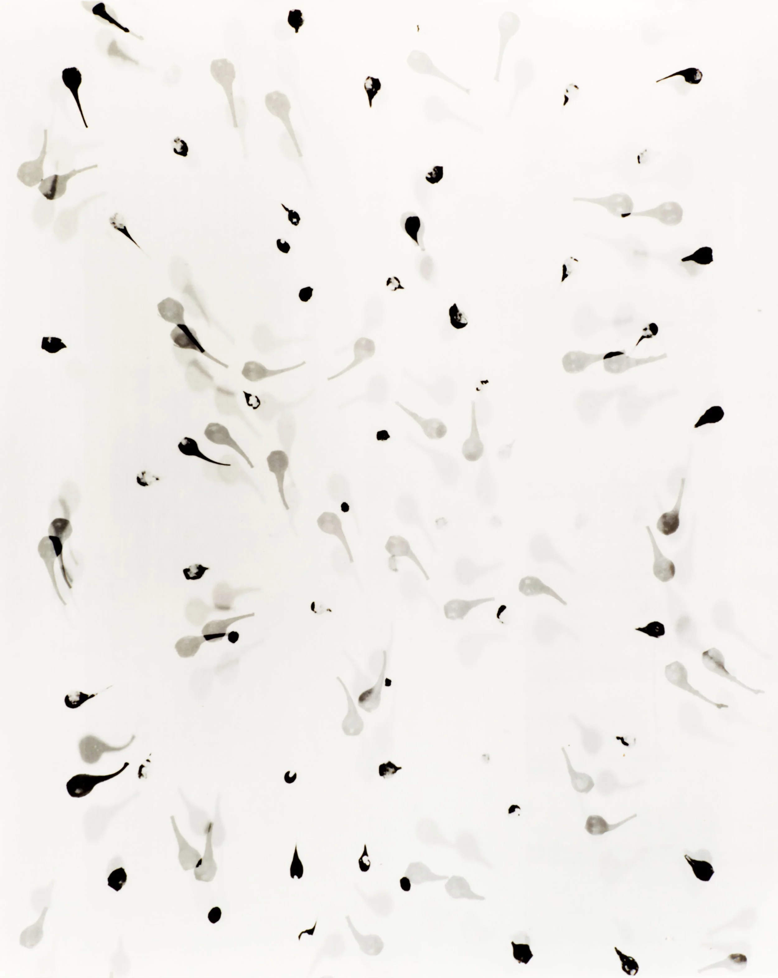 Kate-Robertson,-Gumnut-Uranus,-2014,-toned-silver-gelatin-print,-495-x-390-mm,-edition-of-3-plus-AP.jpg