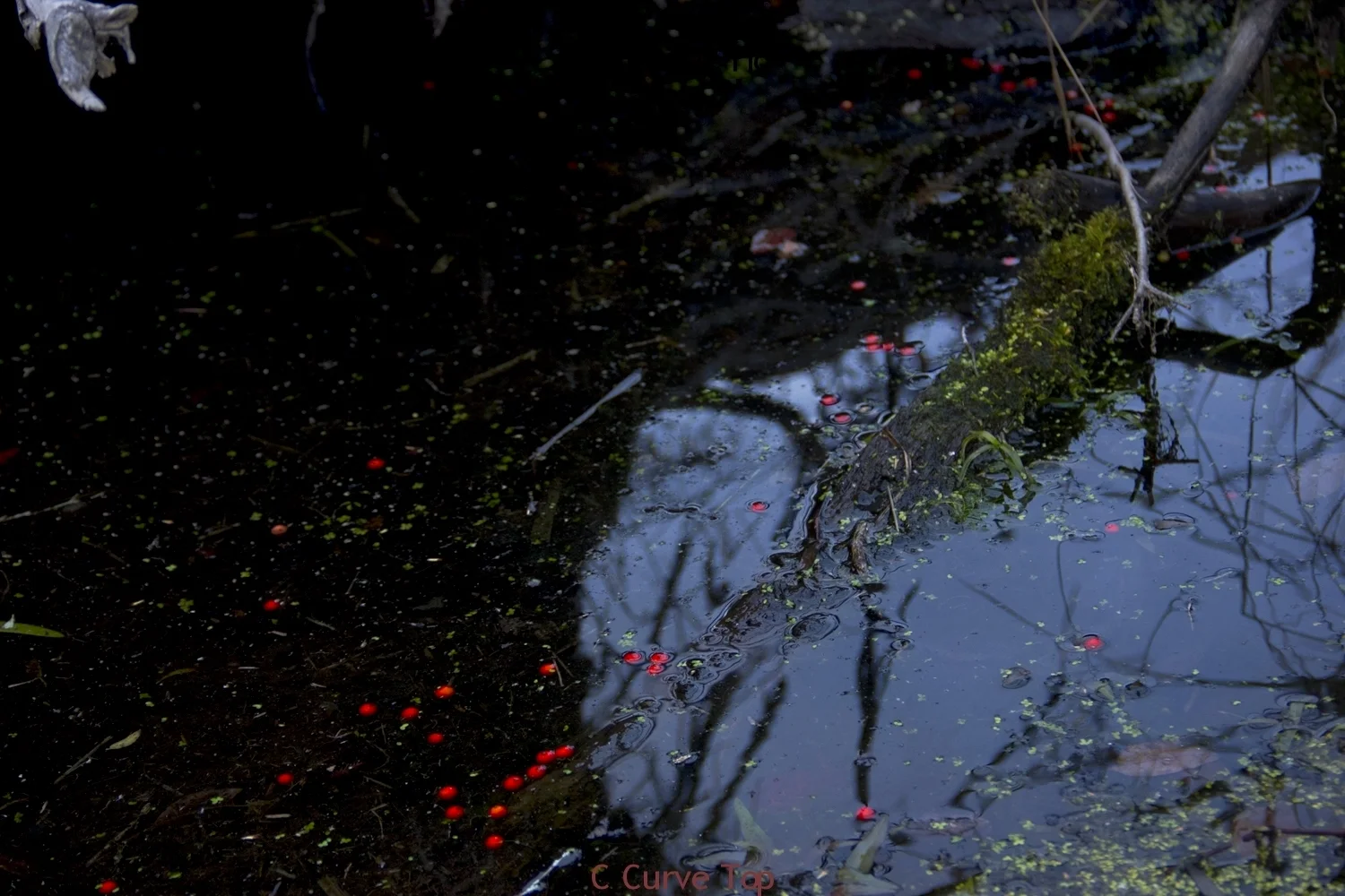 C Curve Top Ruth Wetzel Swamp Photos