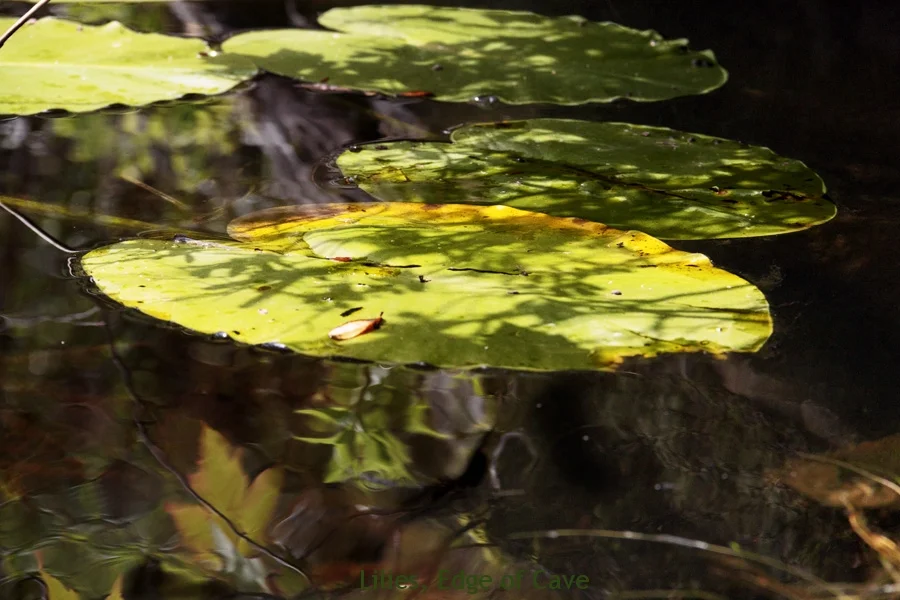 Lilies, Edge of Cave