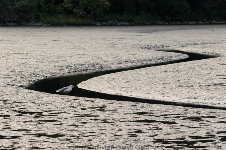 Spuyten Duyvil Clammers