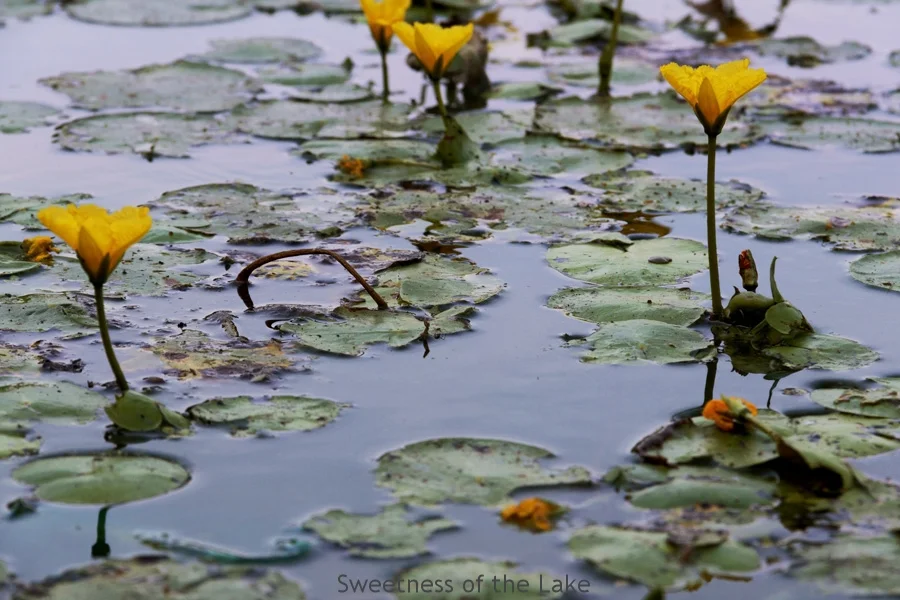 Sweetness of the Lake