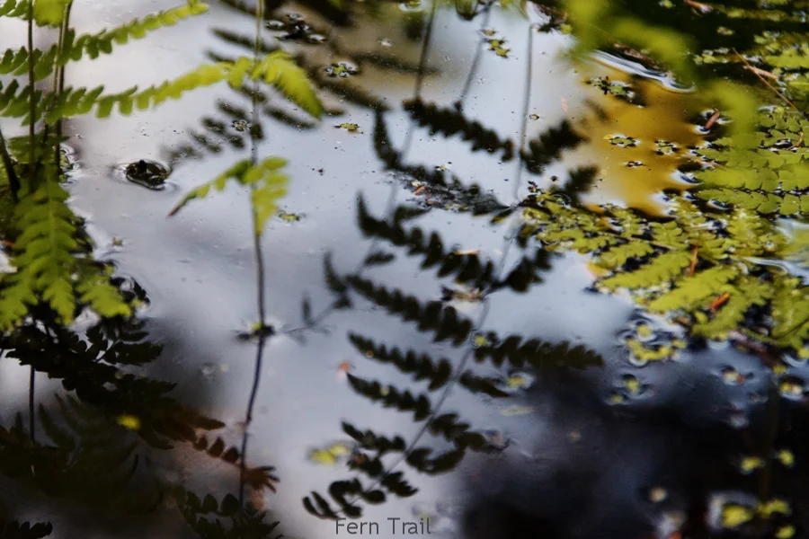 Fern Trail
