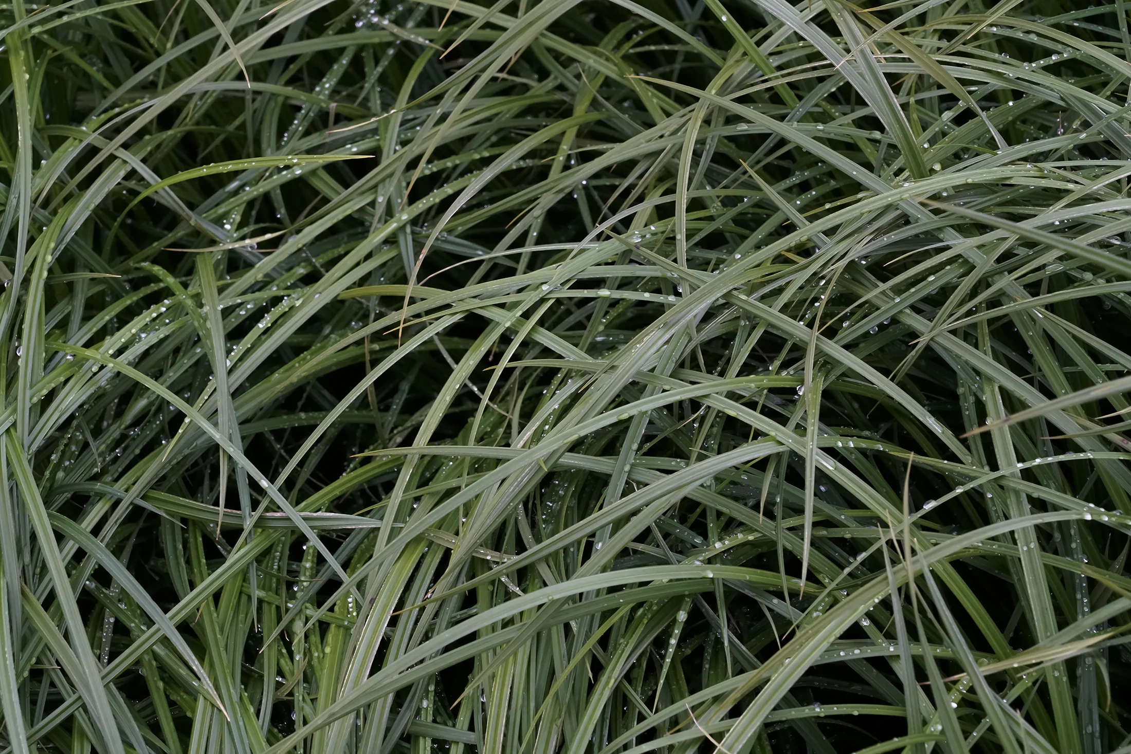 Grass Dew