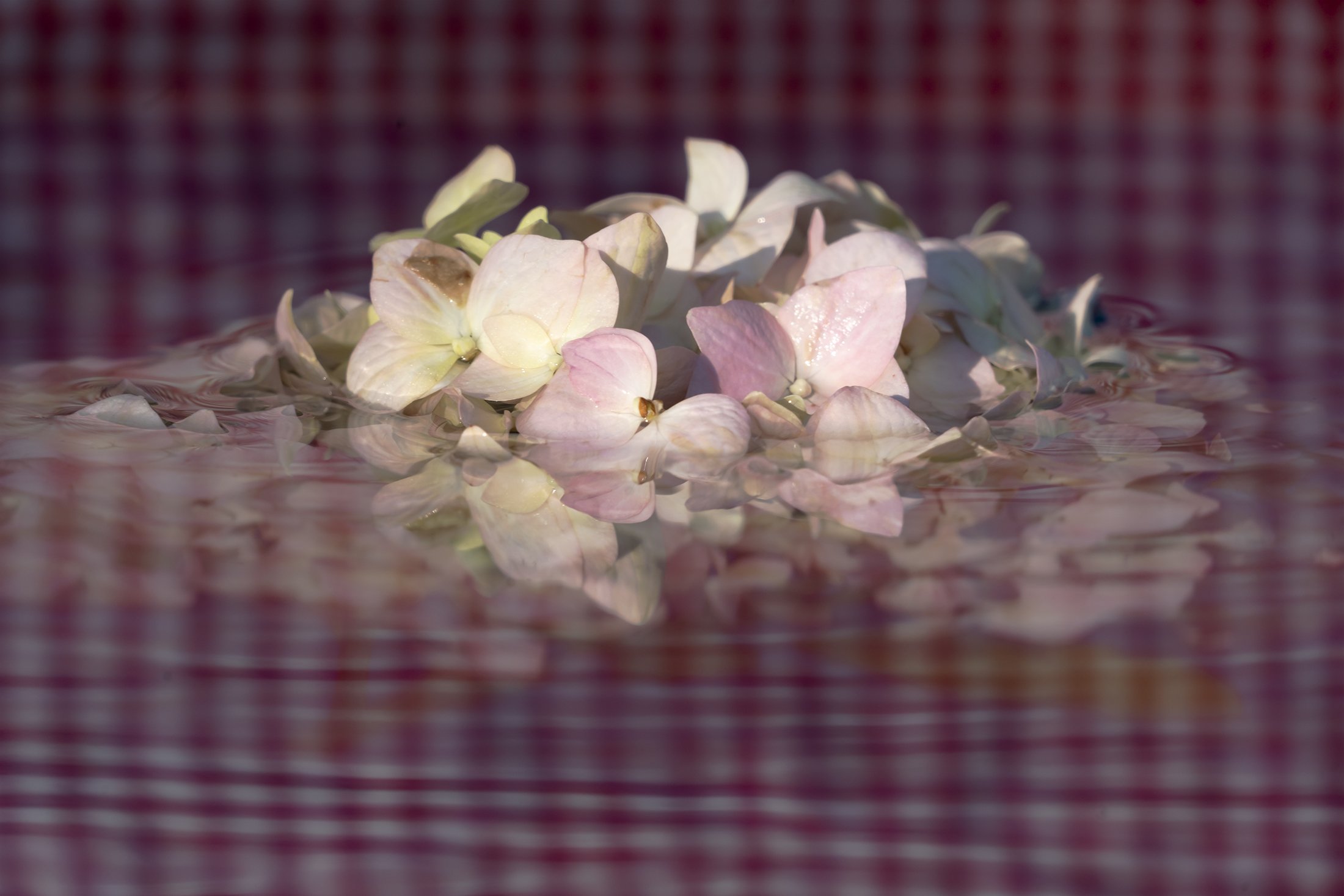 Hydrangea Americana