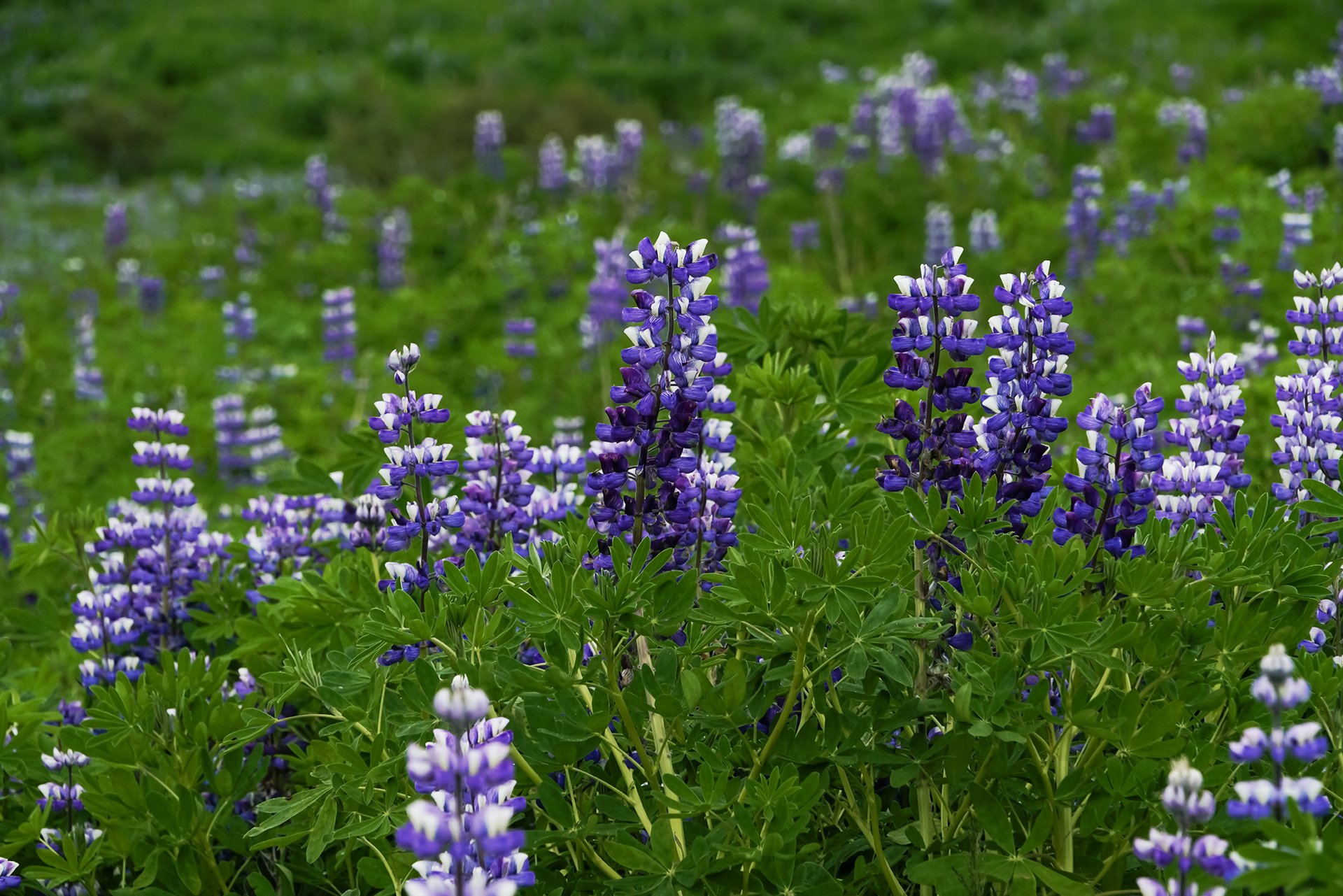 Lupine Trail