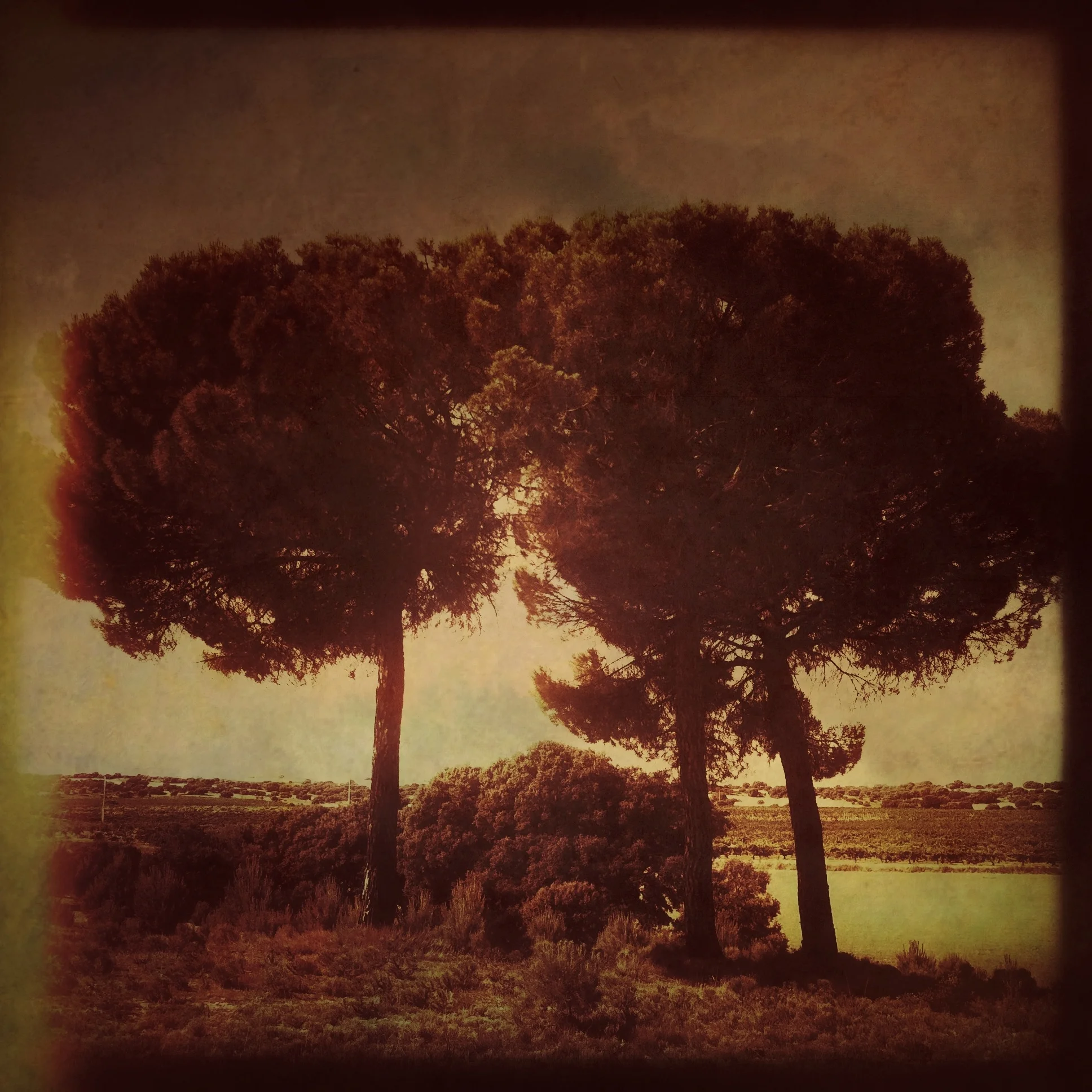 Dreamy afternoon e