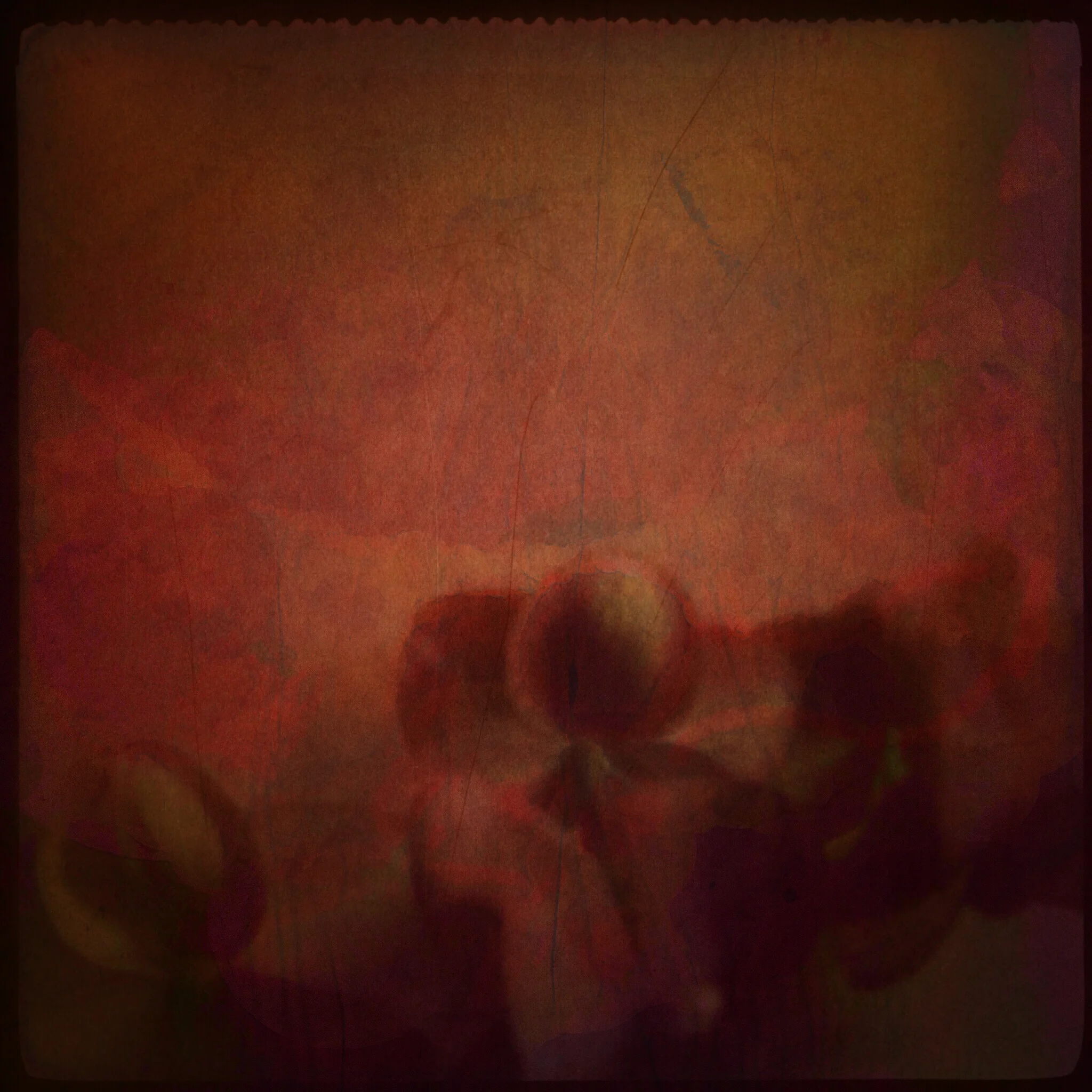 Orchid