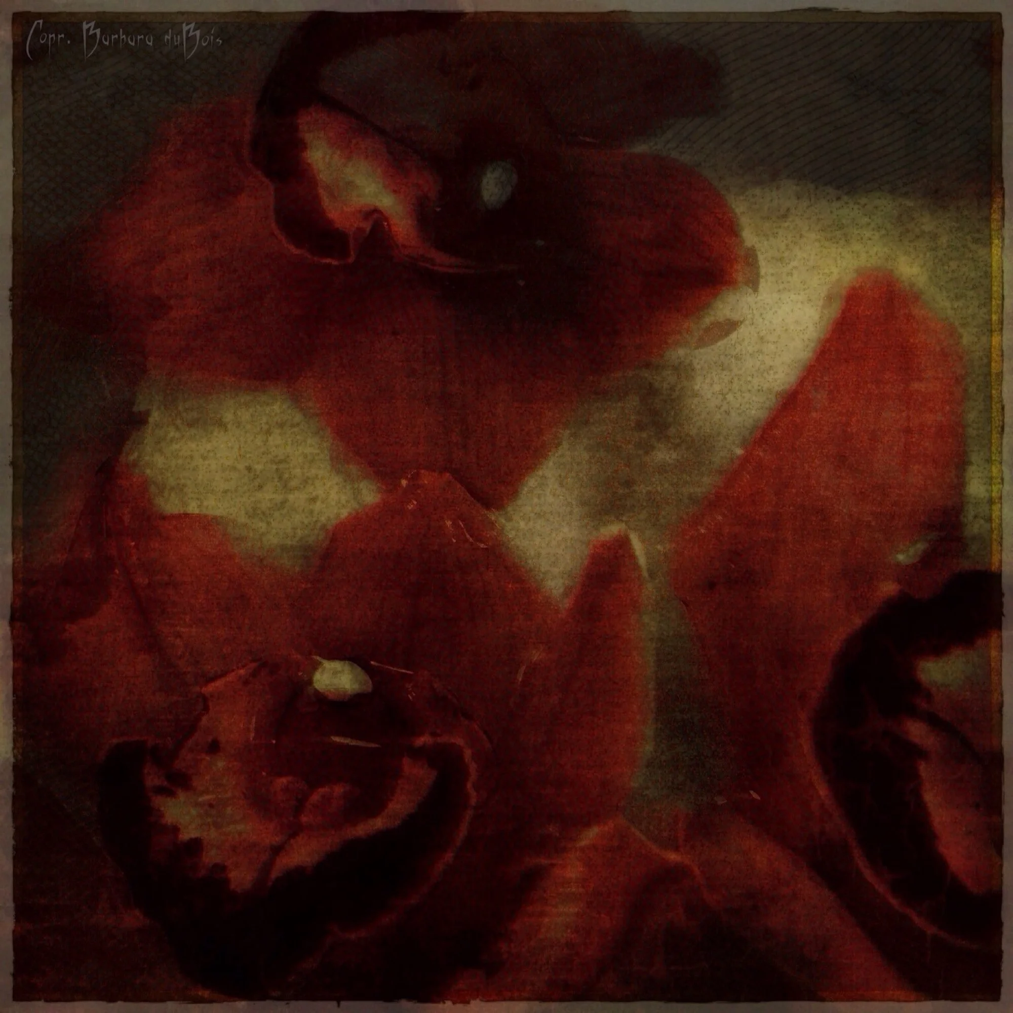 Orchids