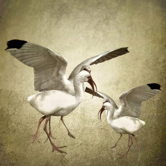 All the artworks in this gallery by Shirley Drevich - NEM Founder Artist