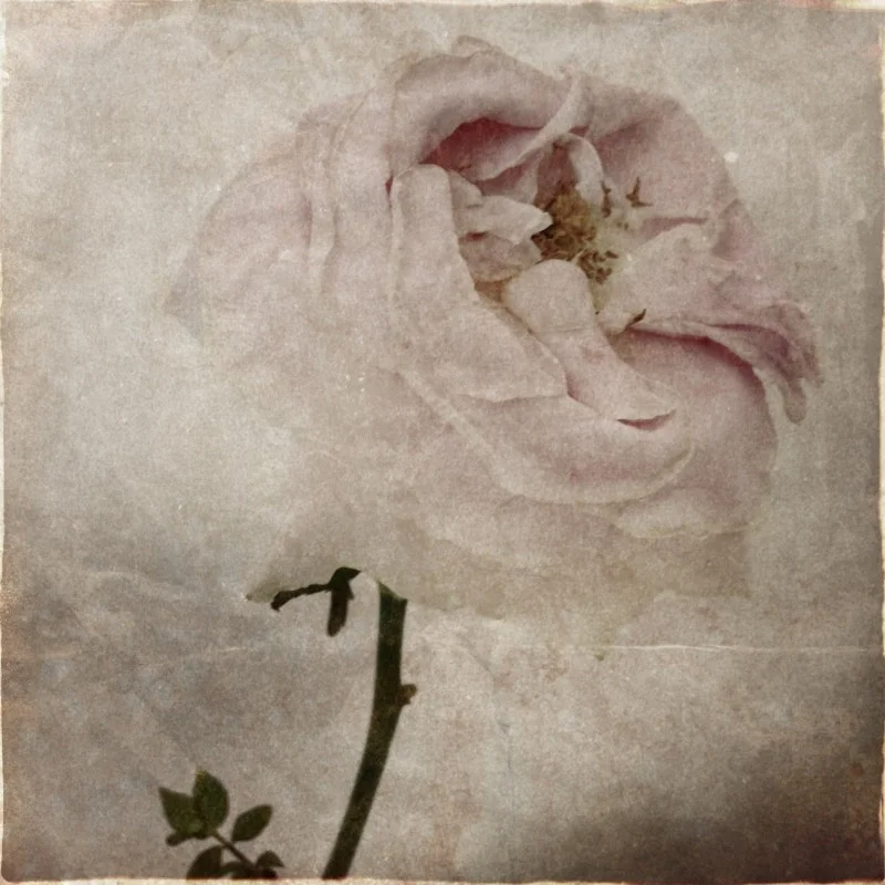 Gillian Downie-Photography (@darkadrenaline9)