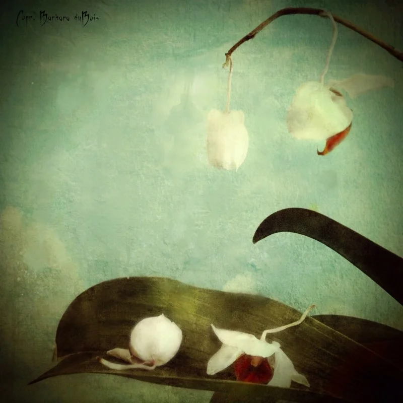 Barbara Coleman DuBois (@barbaracolemandubois)