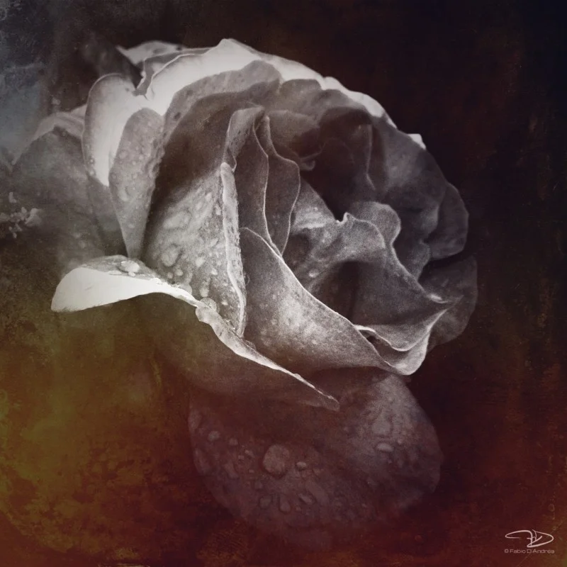 Fabio D'Andrea (@fastcomet)