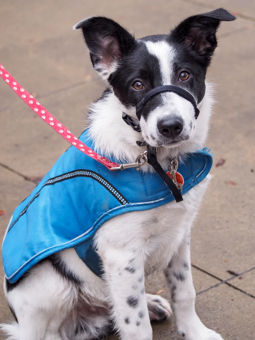 Down at ground level, Fonzie takes the literary walk in canine stride. Photo: Leo Aragon