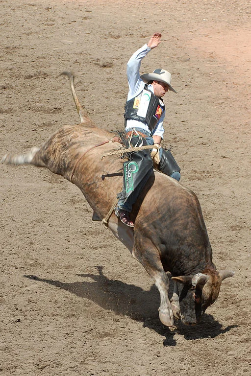 Calgary Stampede bull rider (Photo: Chuck Szmurlo, Wikimedia Commons)