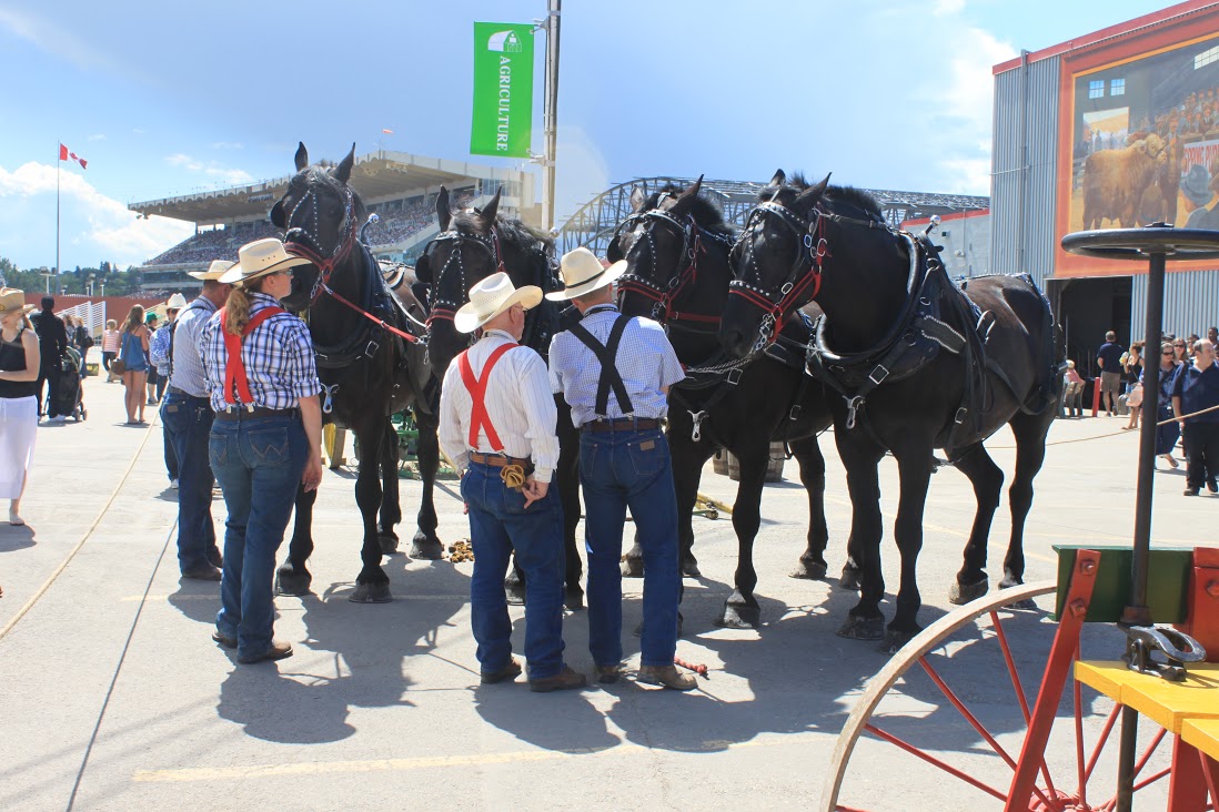 Heavy horses at the Calgary Stampede (Photo: Shelagh McHugh Cherak)