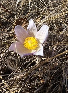 Prairie crocus in Calgary's Charleswood, not far from Yasmin Ladha's Nose Hill as the crow flies (Photo: Karen Gummo)
