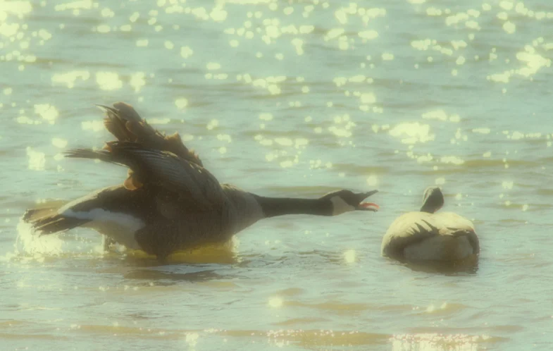 Theriot-Glamor_Goose.jpg