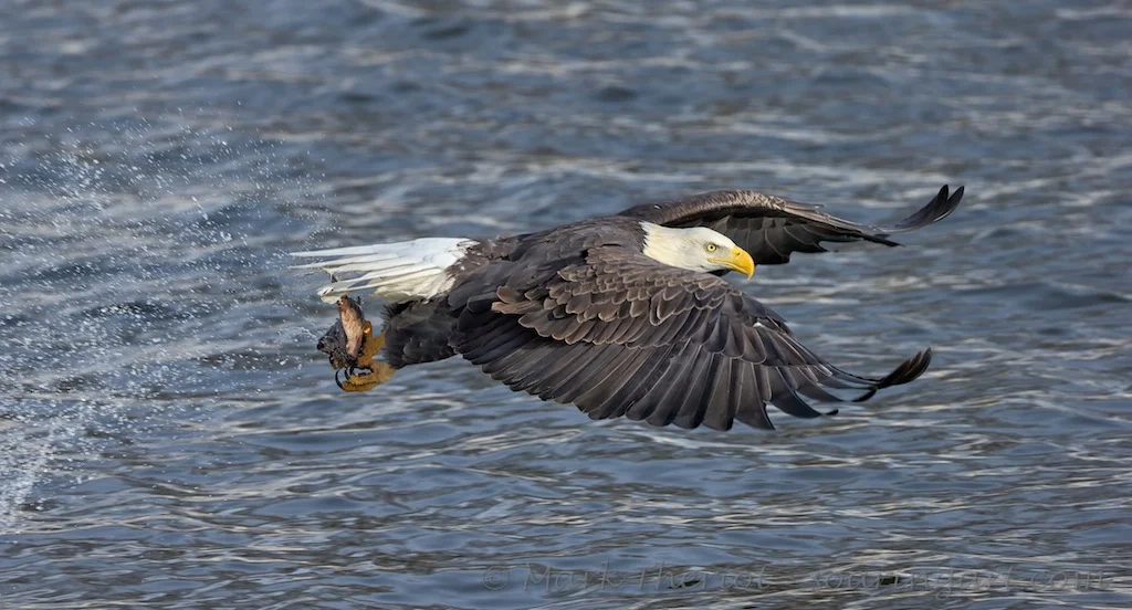 Theriot_eagle_fish.jpg