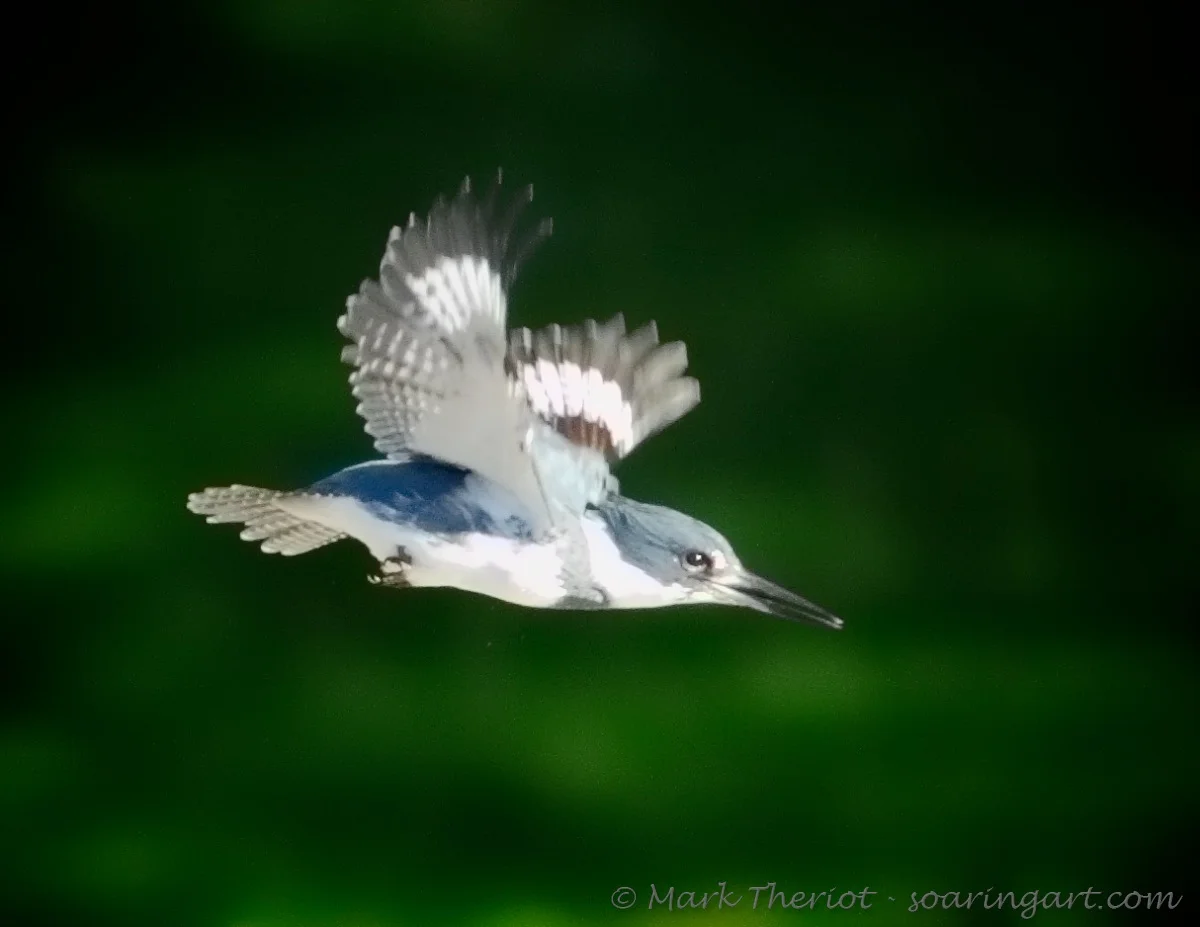 Theriot_Belted-Kingfisher.jpg