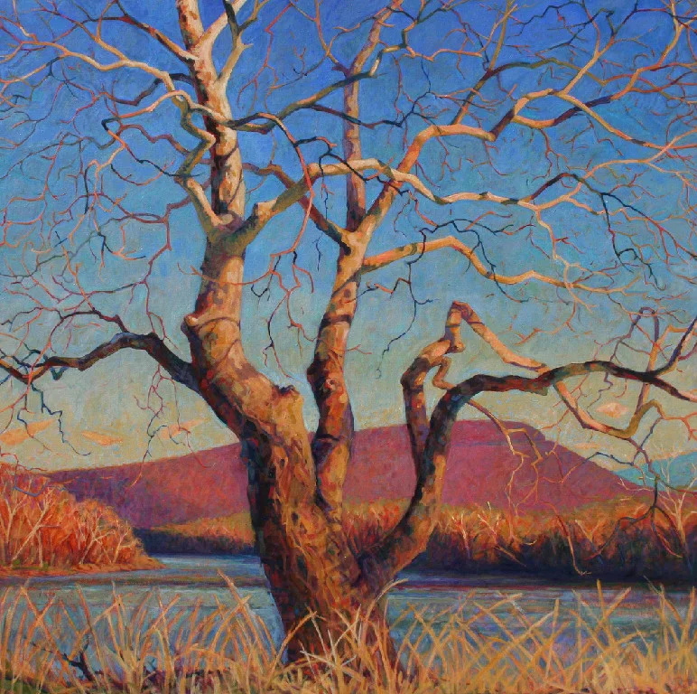 Shenandoah Sycamore