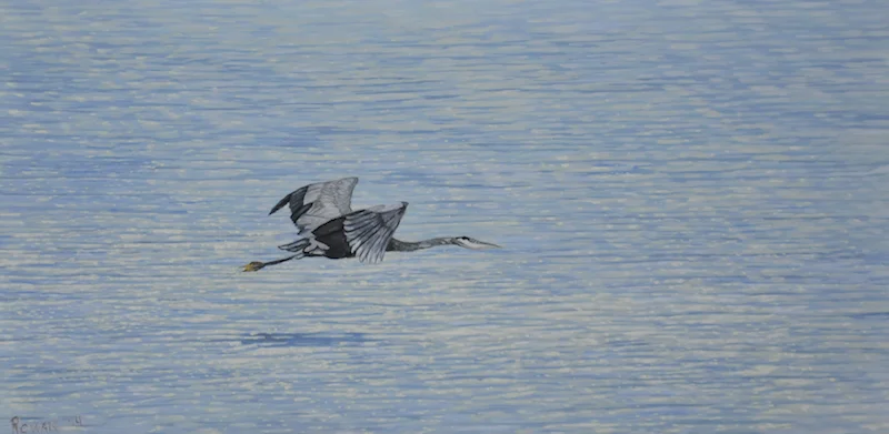 Great Blue Heron