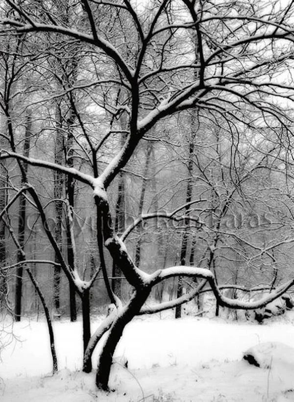 Snow Tree