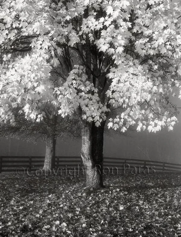 Maple