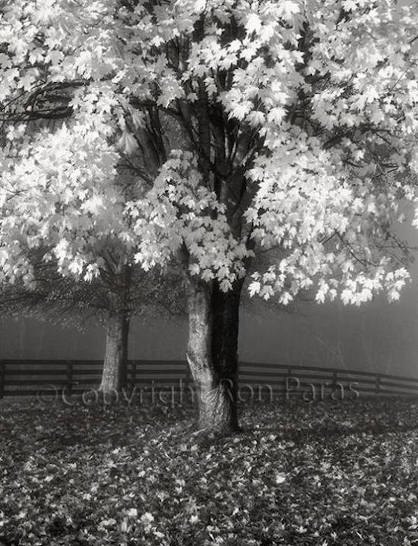 Maple
