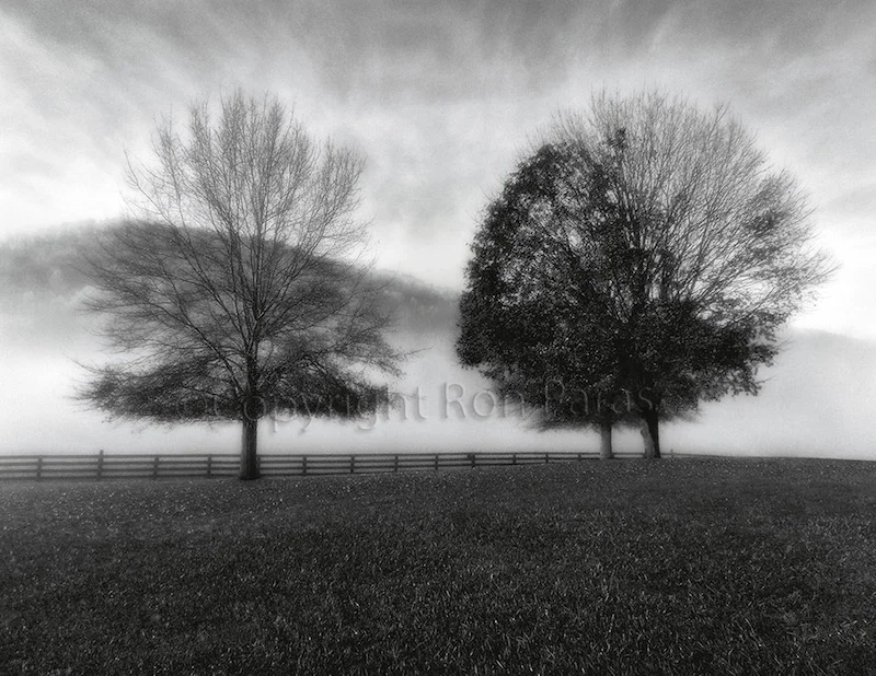 Three Trees II