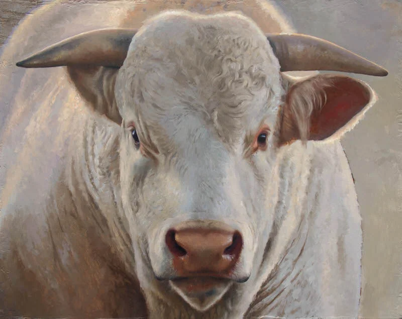 Charolais