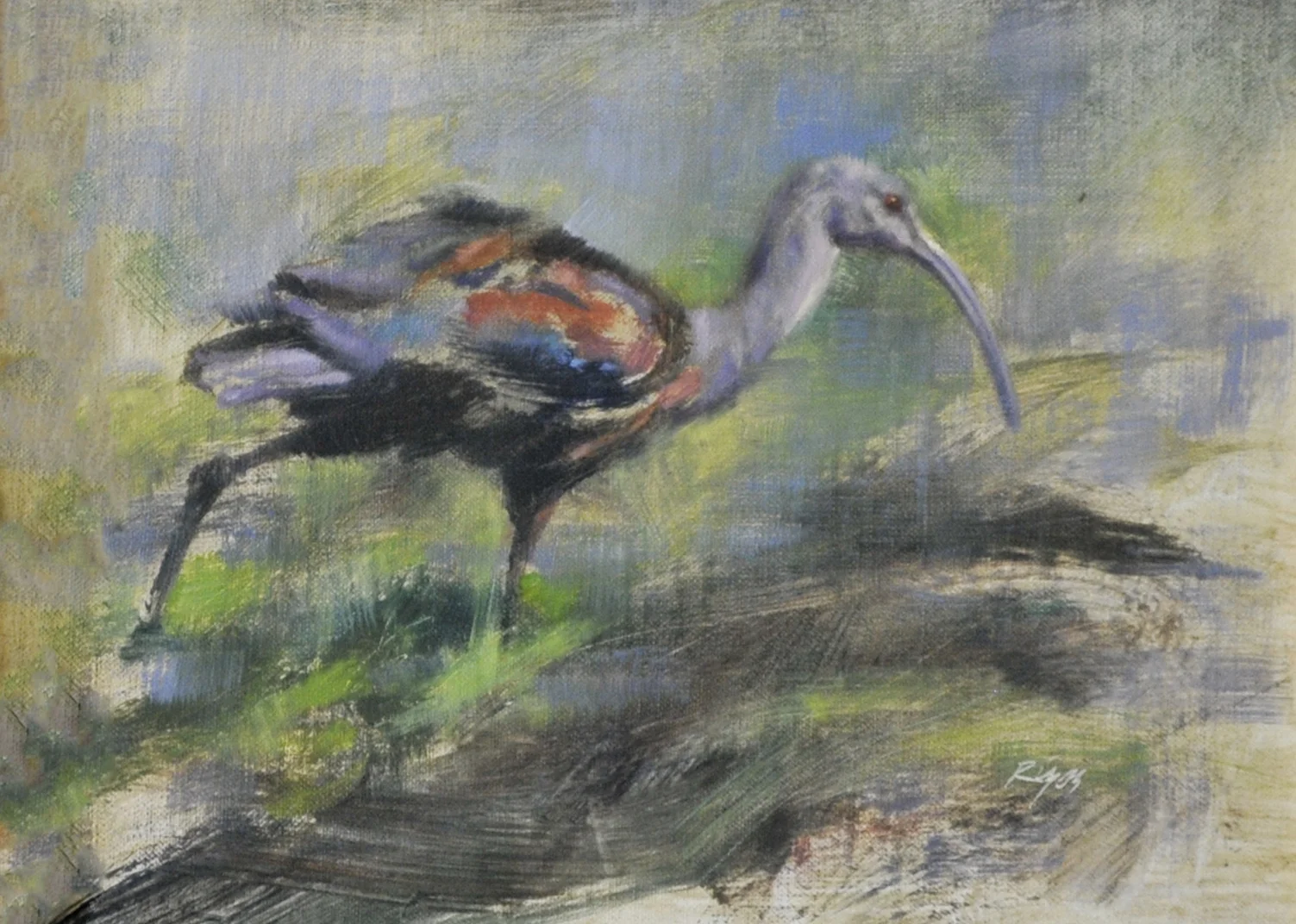 White Faced Ibis