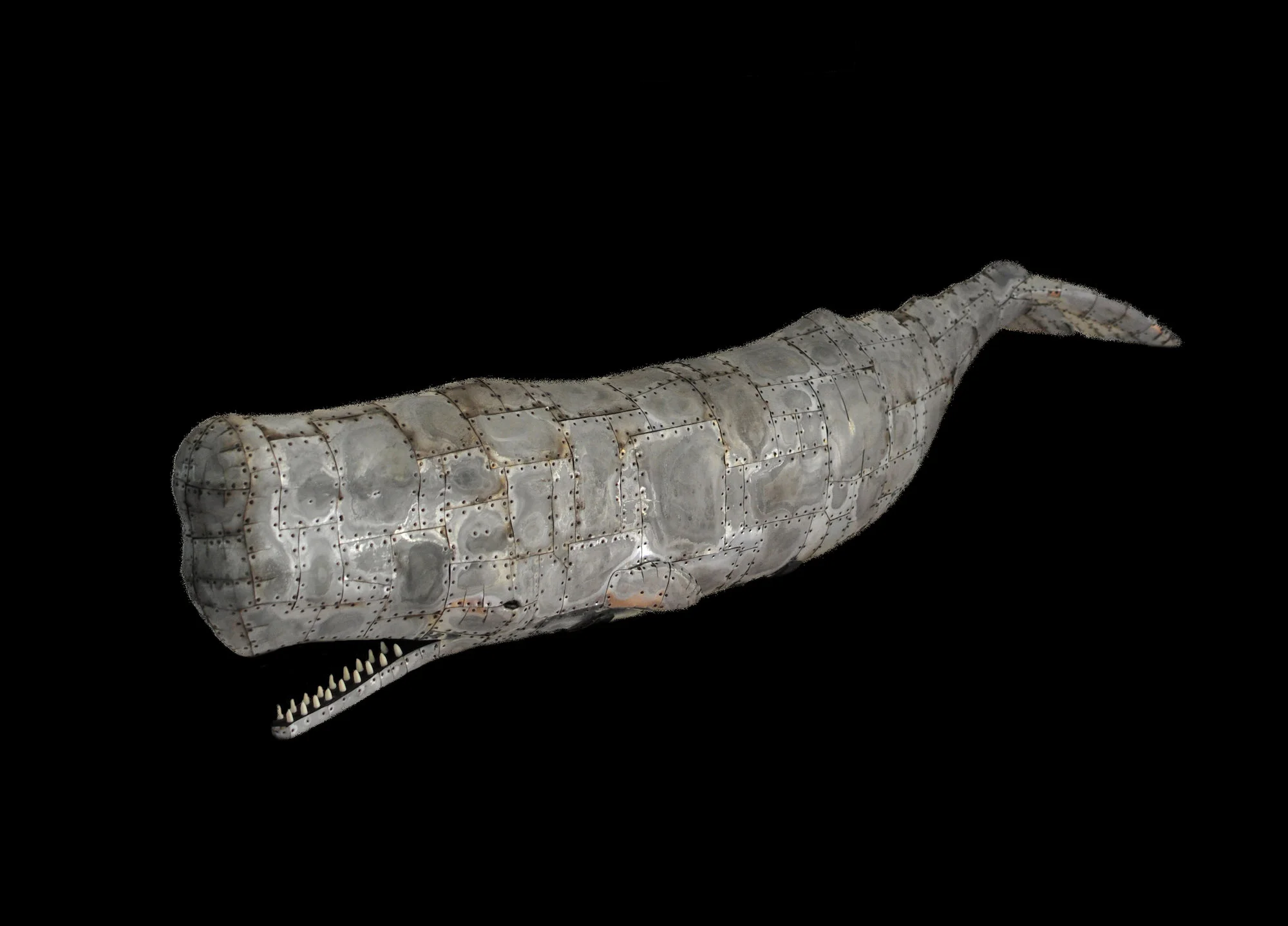 Sperm Whale 3 edit.jpg