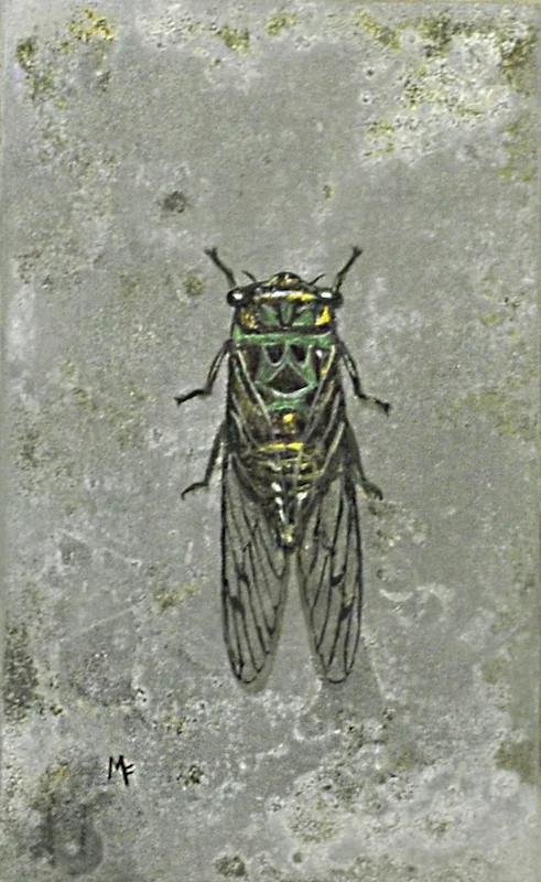 Cicada