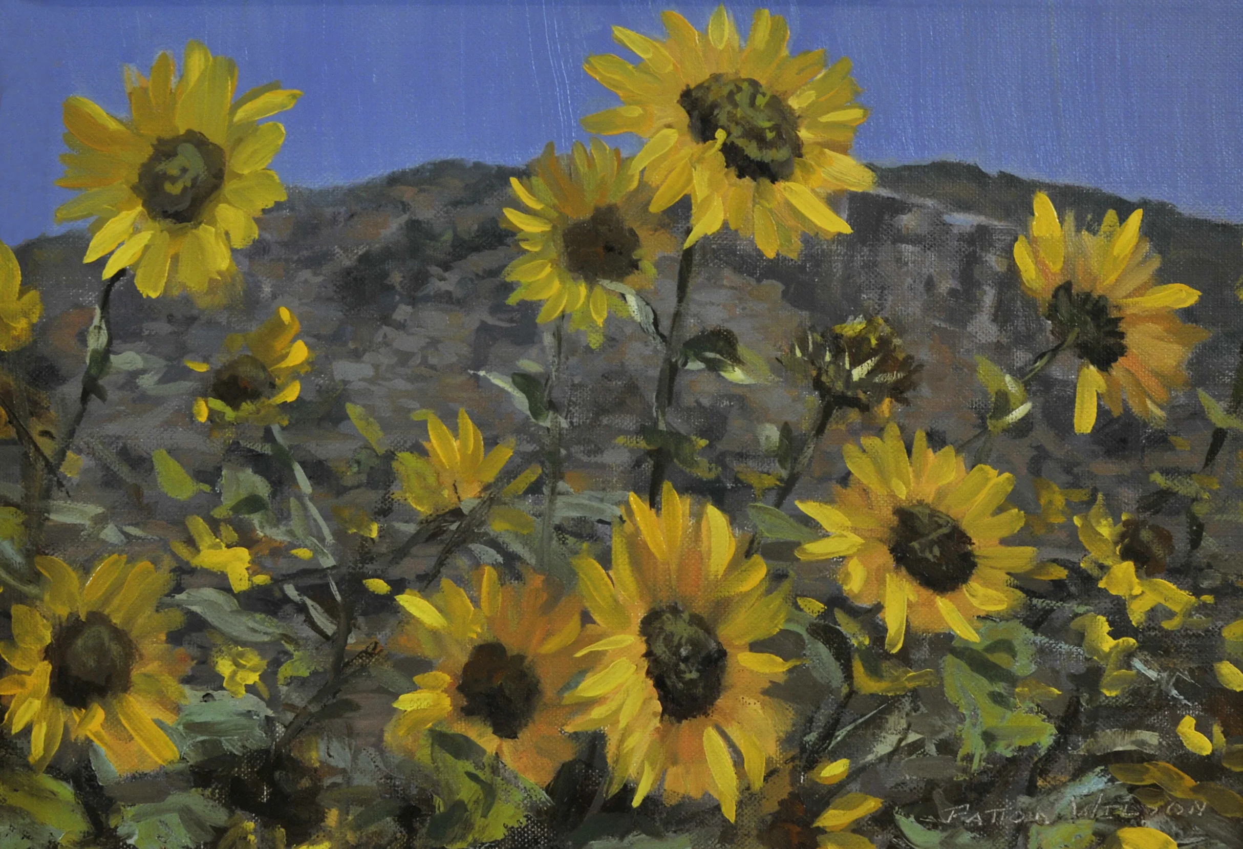 Sunflowers