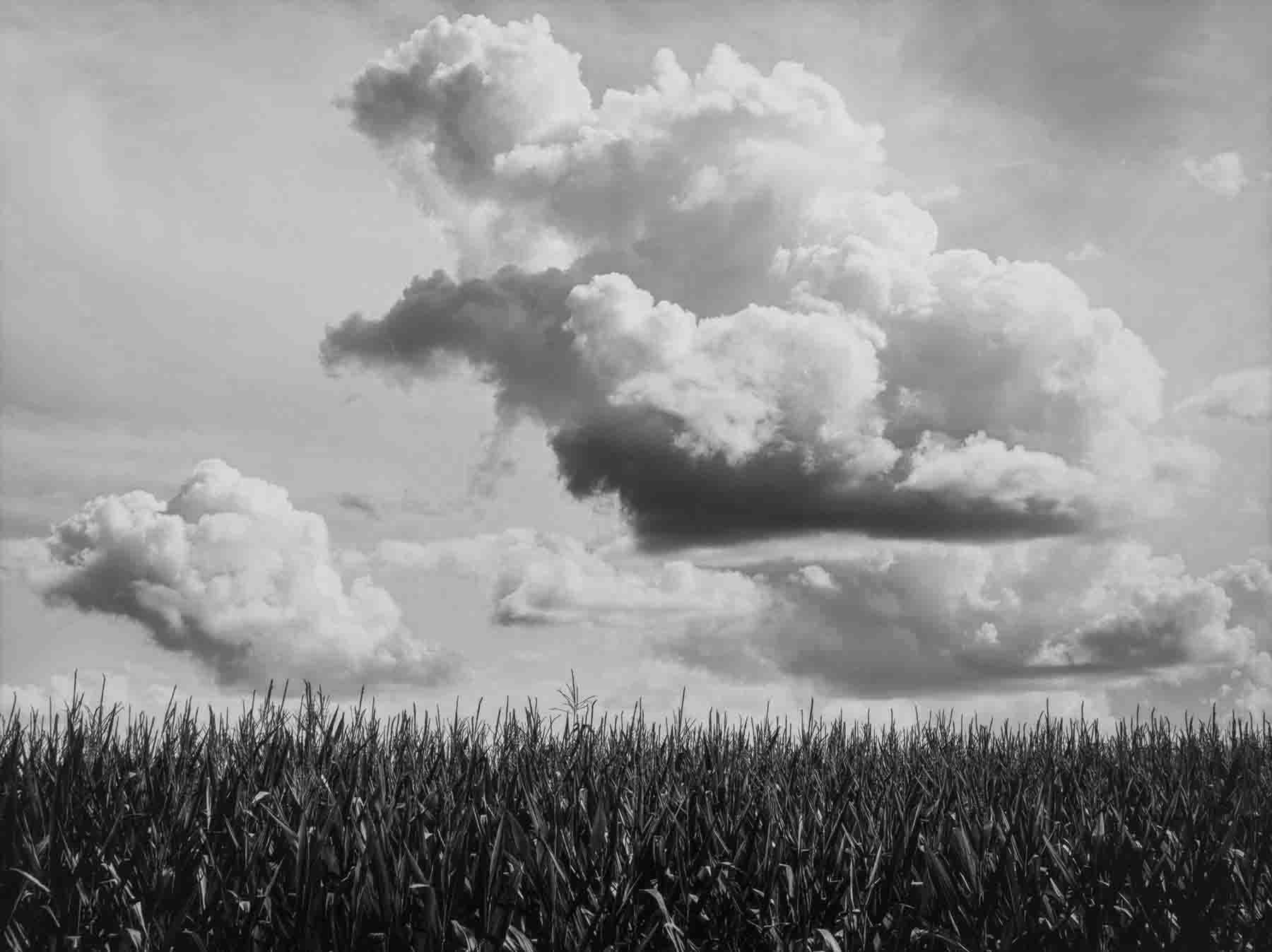 Corn & Clouds