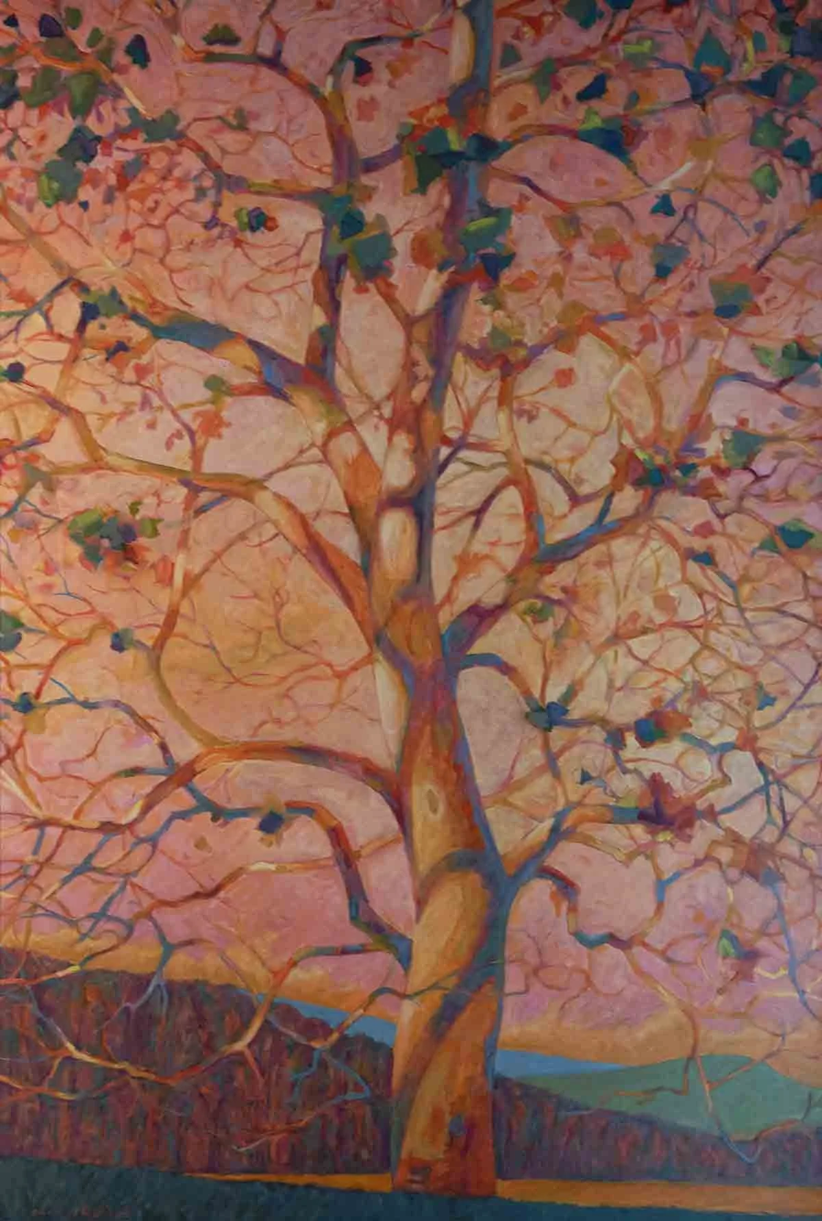Pink Sycamore