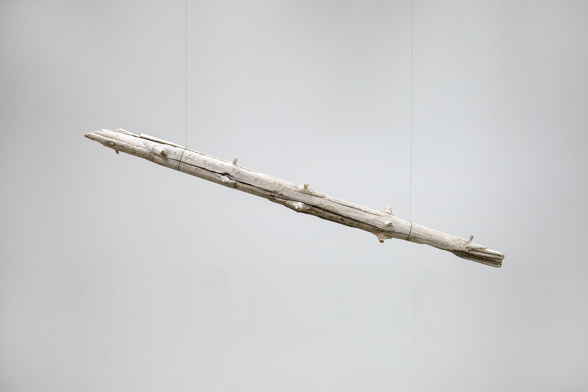 Driftwood