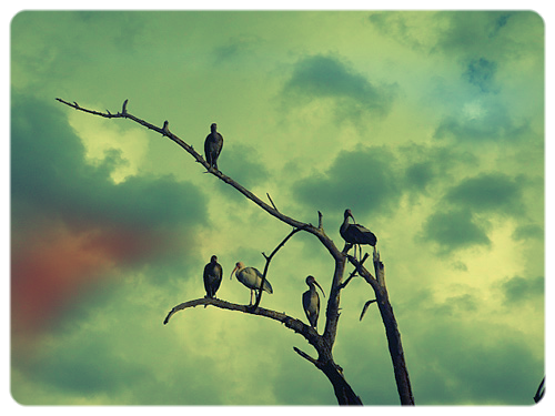 ibis_white_tree.jpeg