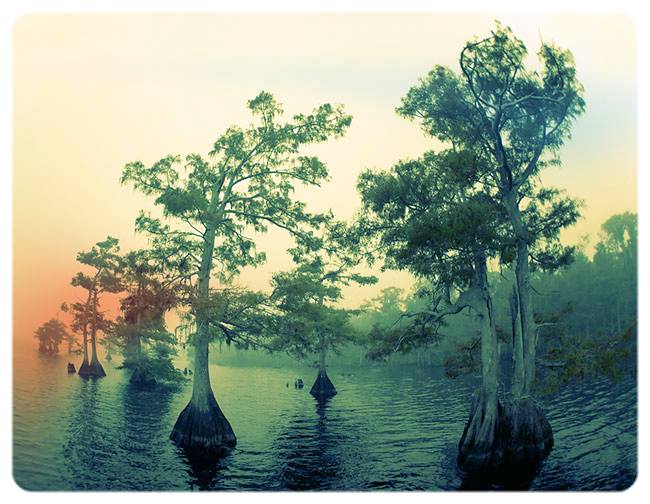 Cypress-trees-fish-eye-pinker-YL8X9674-Lake-Blue-Cypress,-Indian-River-County,-FL.jpeg