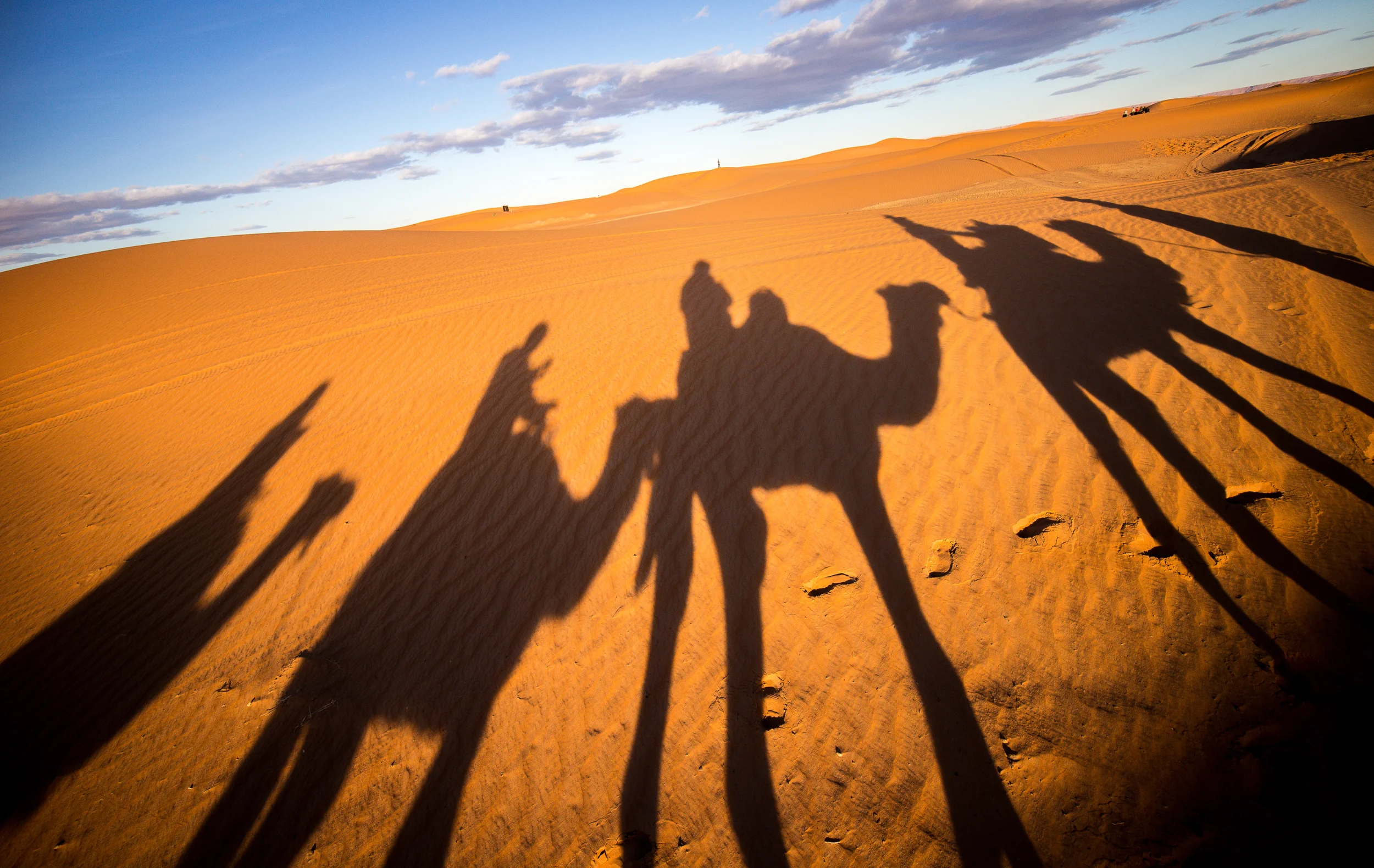 Saharan Dromedaries