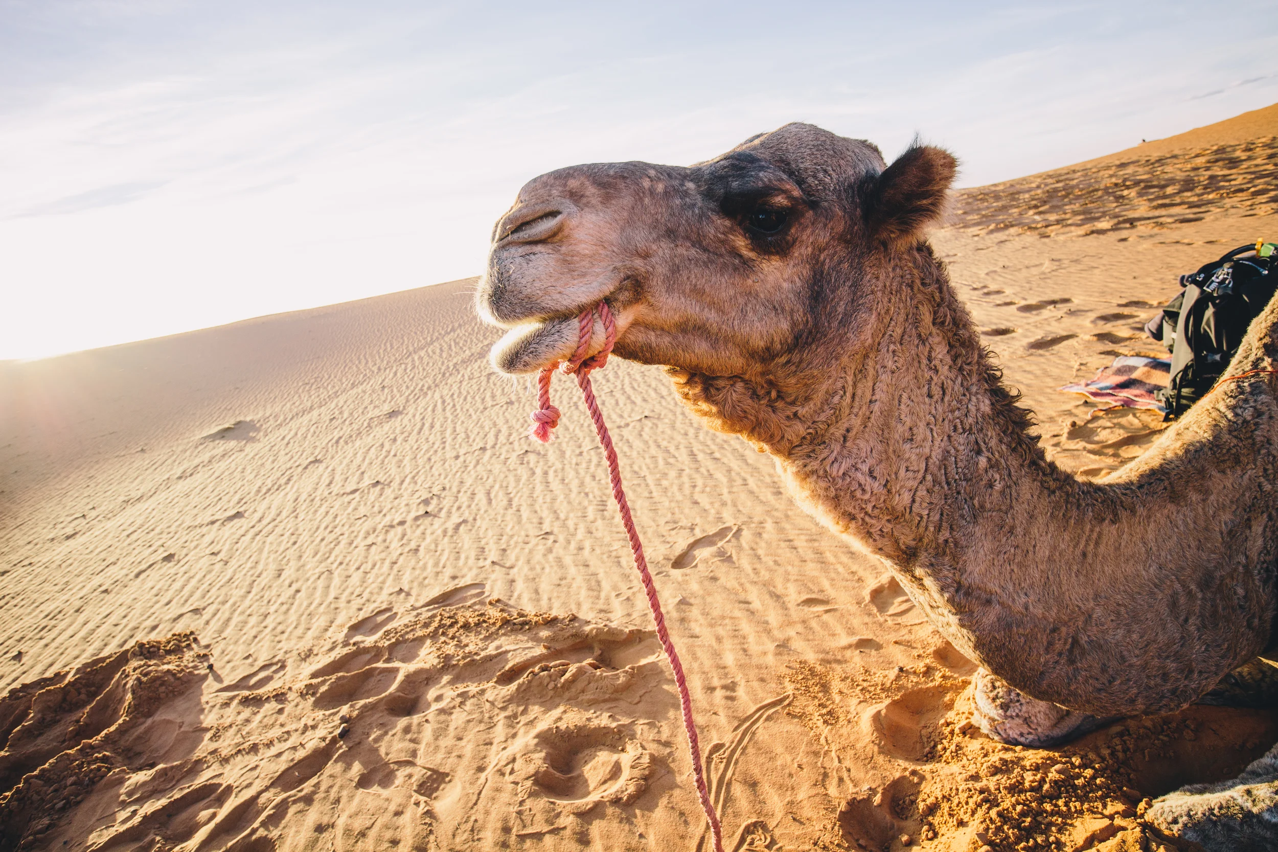 Gomo the Dromedary