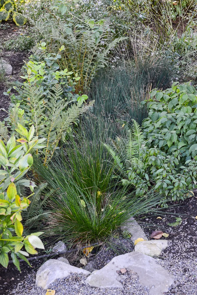 Rain Garden