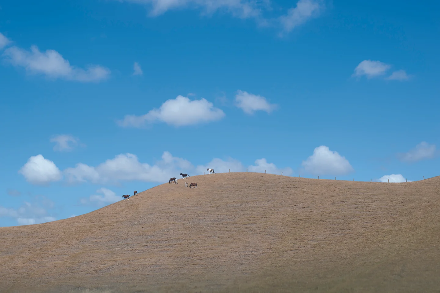 _DSC9406.jpg