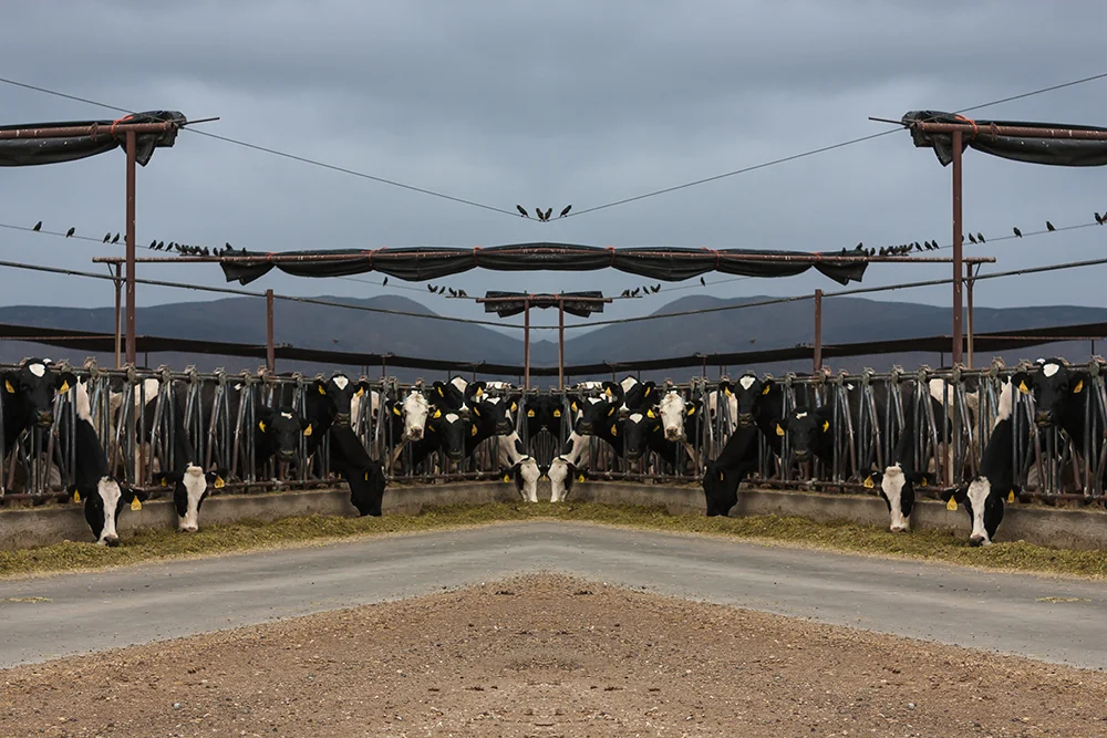 rorsch cow.jpg
