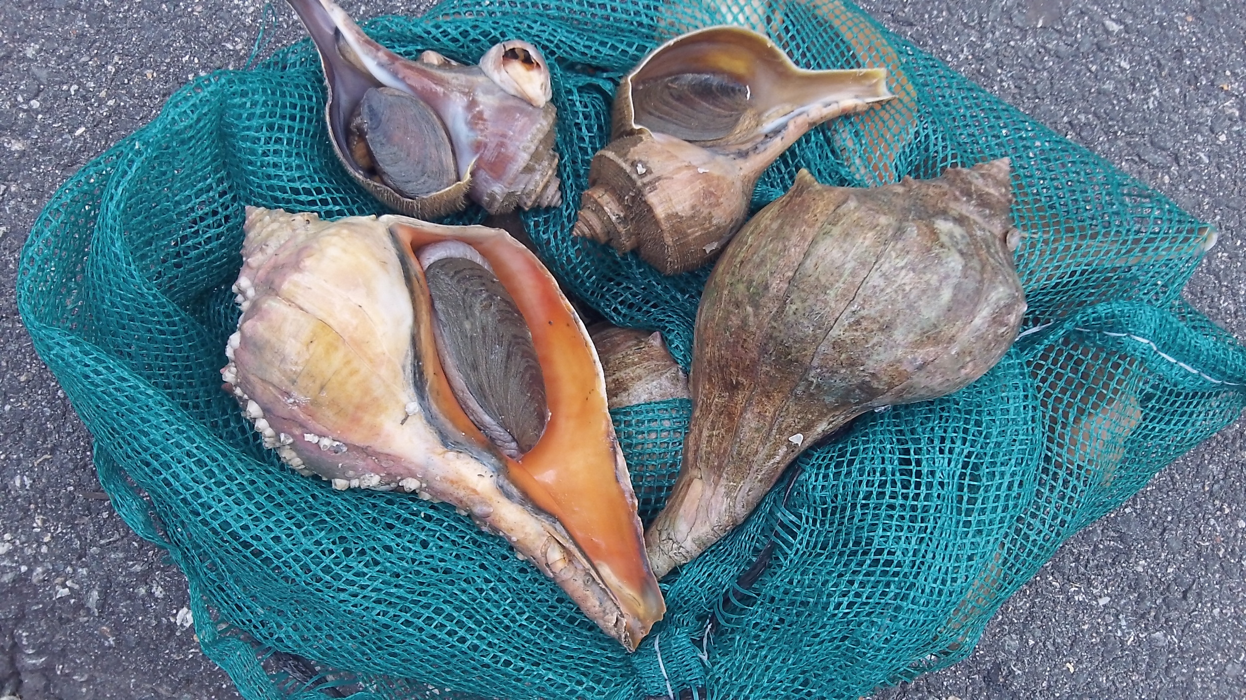 Conchs harvested by Dan and Katie Eagan of Bristol