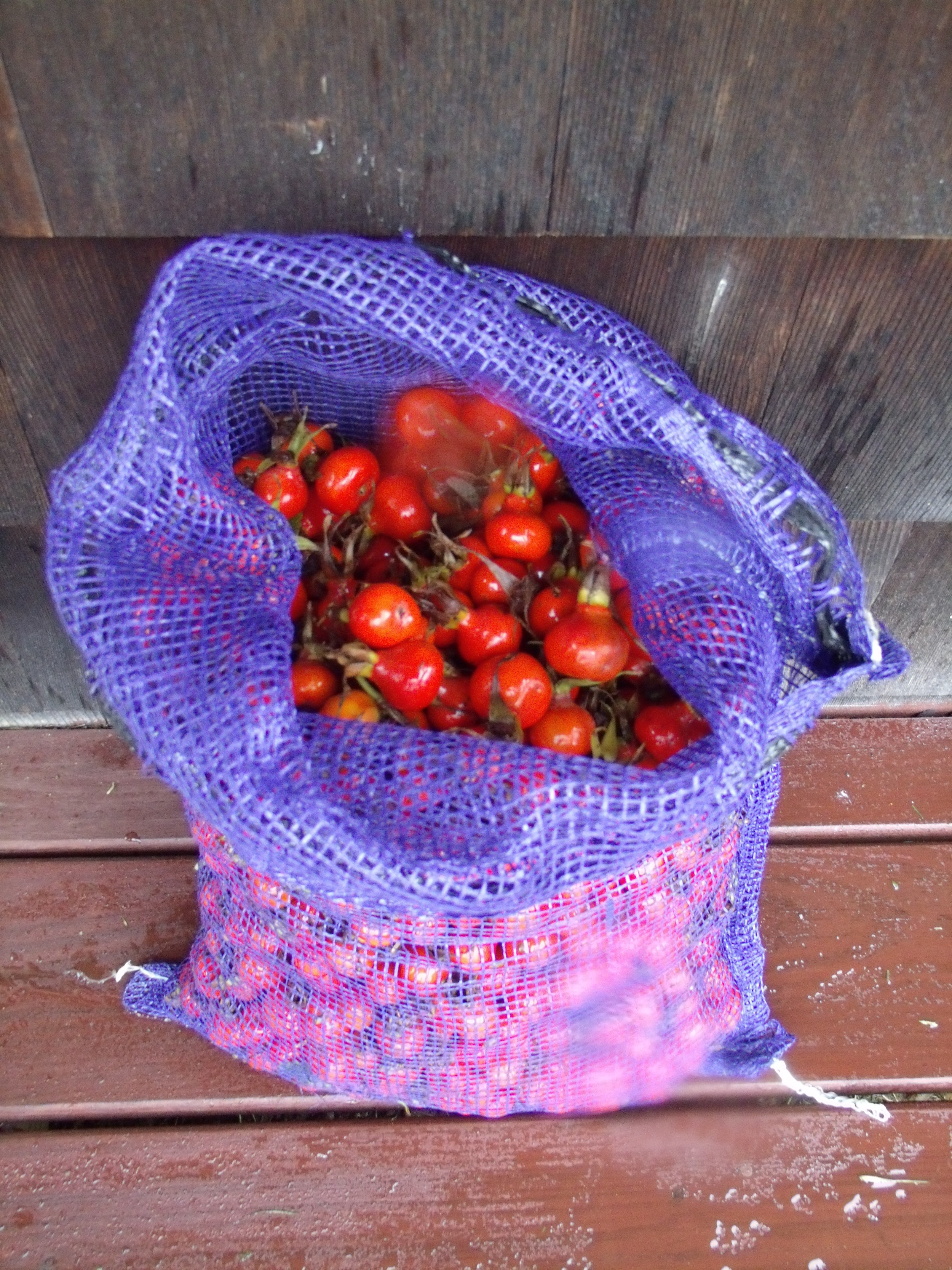 Rose hips harvested by Sarah Schumann from Seapower salt marsh, Tiverton