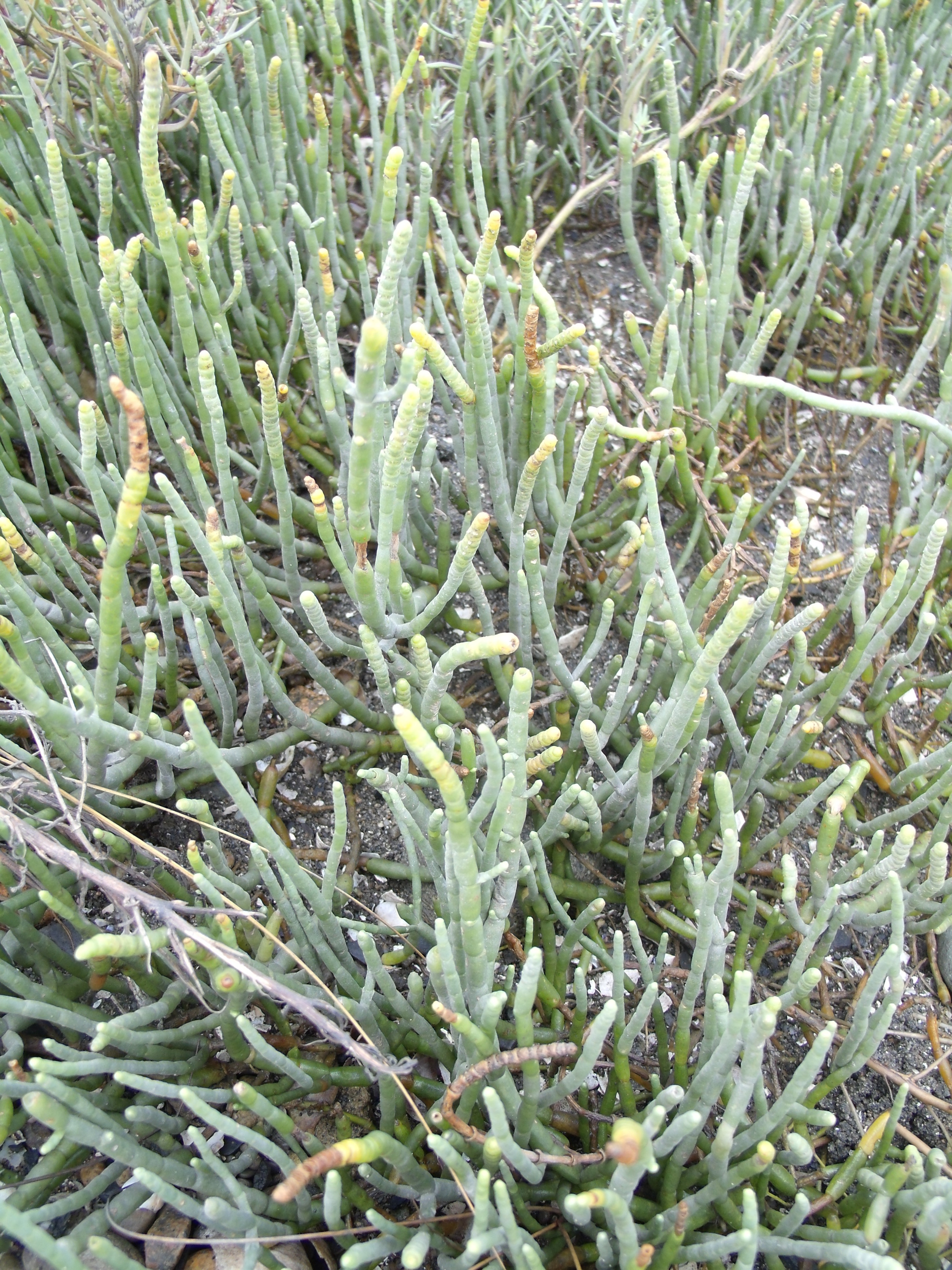 Salicornia, also called saltwort, an edible seaside succulent